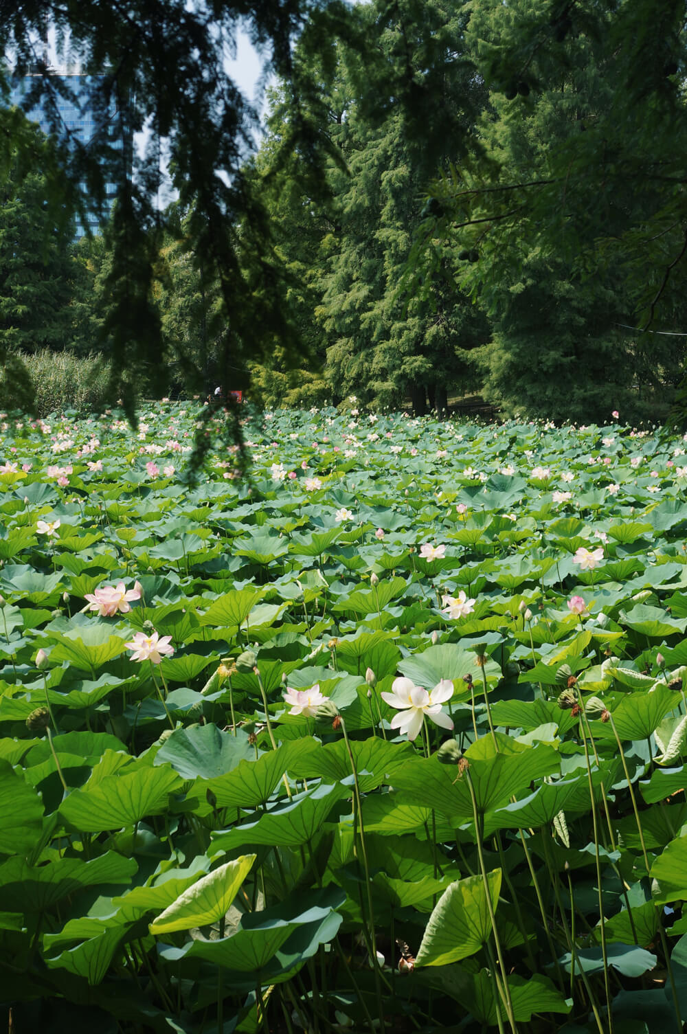 sandra stoicovici nuferi parcul circului