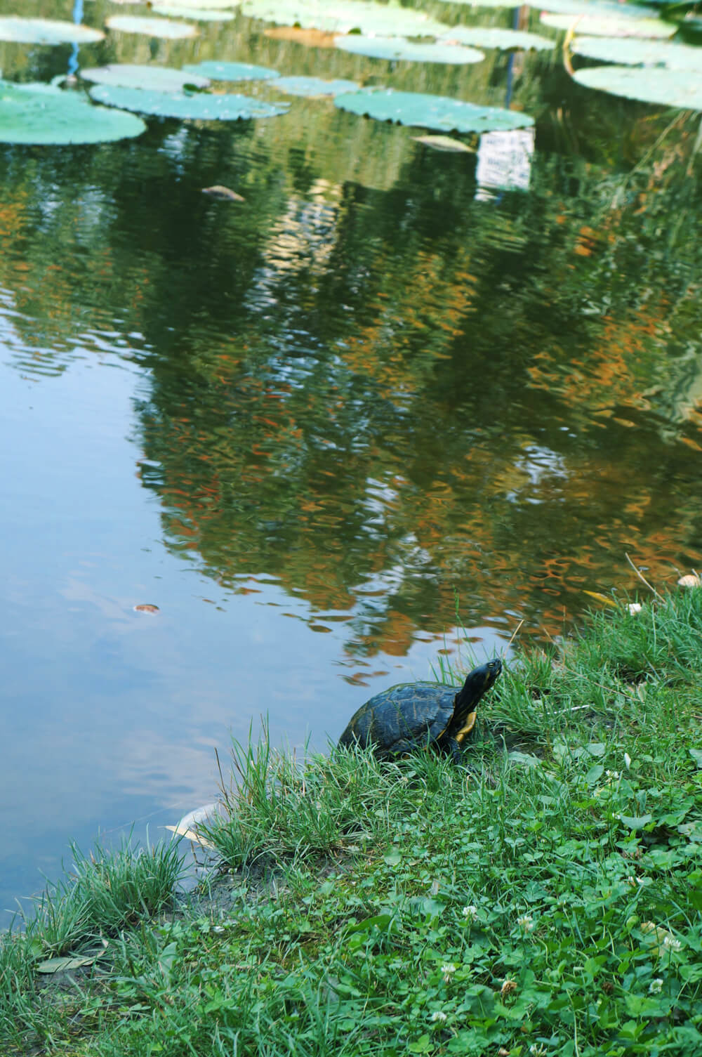 sandra stoicovici nuferi parcul circului