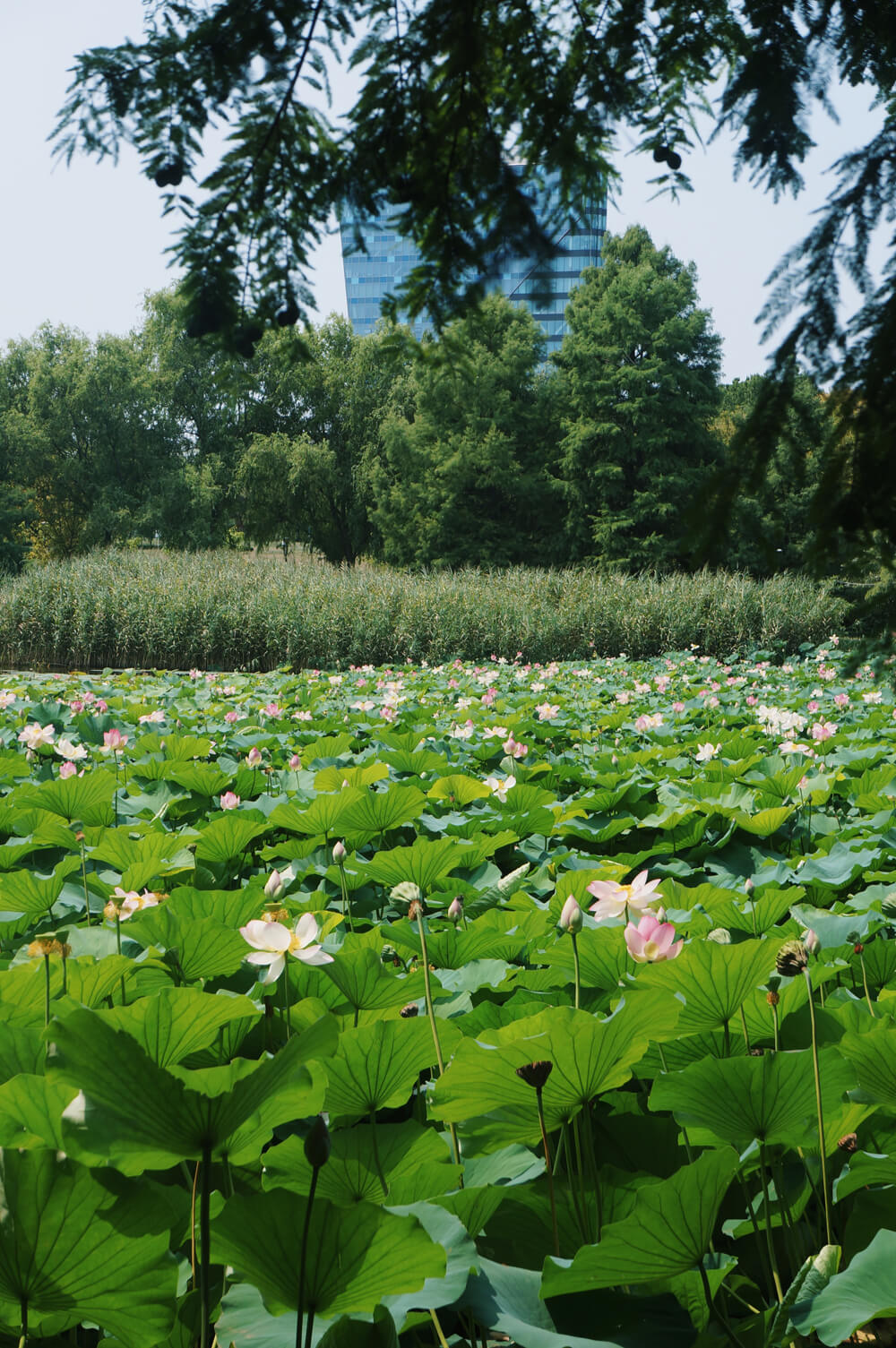 sandra stoicovici nuferi parcul circului