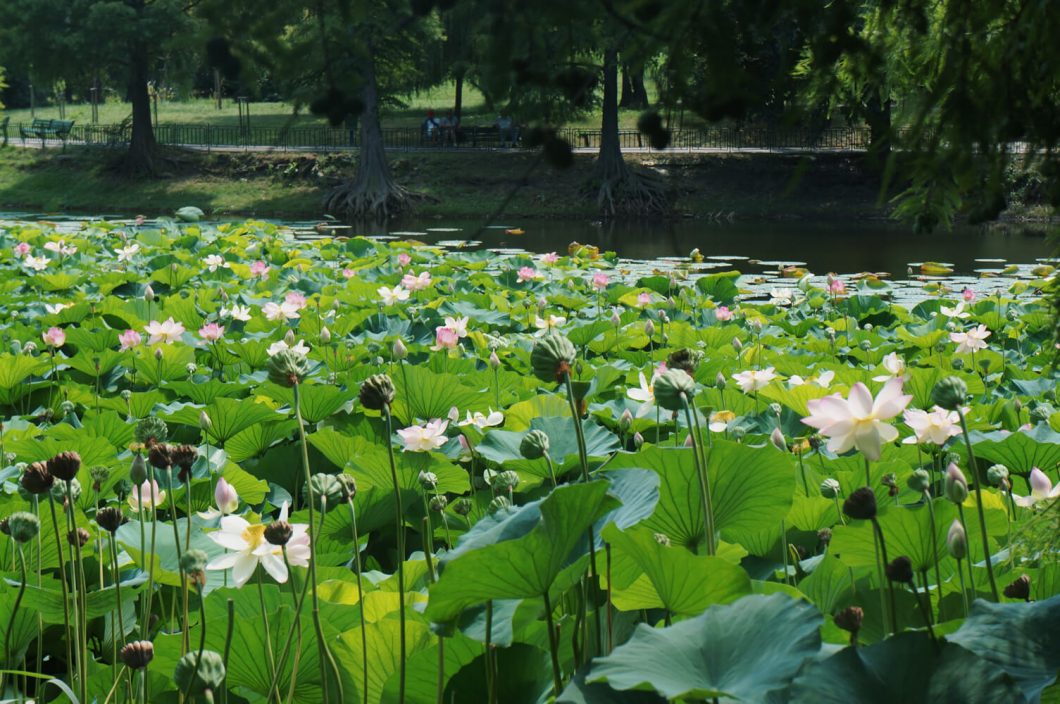 sandra stoicovici nuferi parcul circului