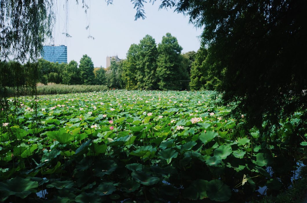 sandra stoicovici nuferi parcul circului